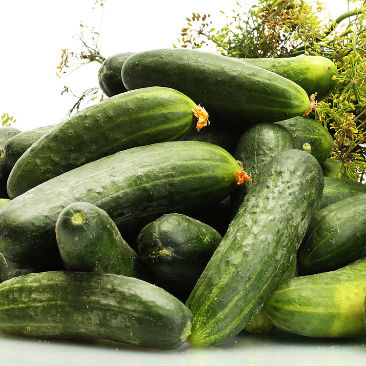 Fresh cucumbers, pickles and dill  isolated on white